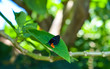 Atala Butterfly in Nature