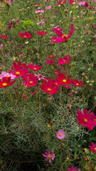 Wall Mural - Close up of the beautiful pink cosmos in the flower meadow