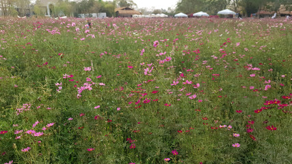 Wall Mural - Close up of the beautiful pink cosmos in the flower meadow