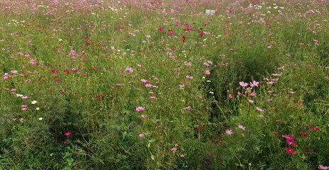 Wall Mural - Close up of the beautiful pink cosmos in the flower meadow