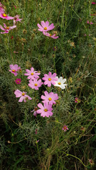 Wall Mural - Close up of the beautiful pink cosmos in the flower meadow