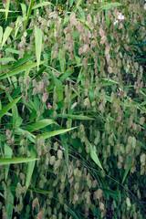 Sticker - Northern Sea Oats (Chasmanthium latifolium). Called Woodoats, Flathead Oats, Upland Oats, Inland Sea Oats and River Oats also.