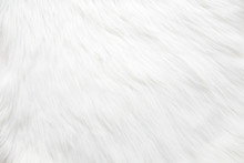 Light, white, furry coat background. Empty place for text. Closeup. Top down view.