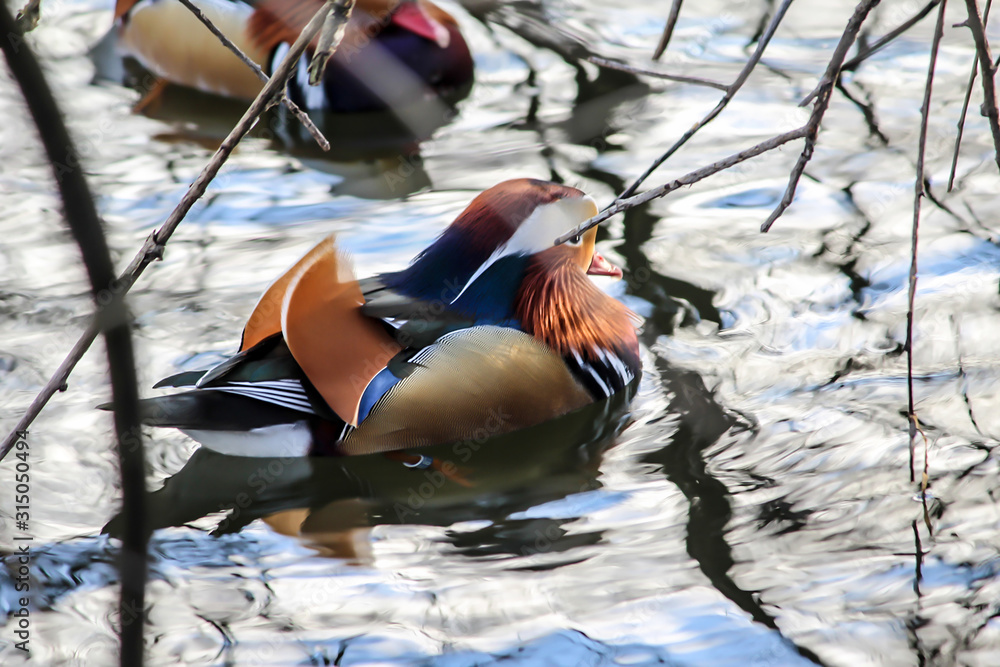 Two male mandarin ducks are swimming in the lake. The life of birds in ...