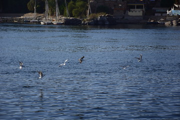 Birds Flying over River Nile/ beautiful view for Aswan Egypt and Nubian Egyptian culture. sailing boat sailing in the River Nile and harbor with birds and local houses on the 2 sides 