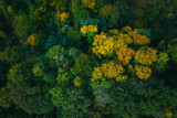 Fototapeta Las - Aerial view of green tree tops.