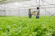 © Vittaya_25 - focus organic hydroponic vegetable in greenhouse garden nursery farm with couple farmer holding organic hydroponic fresh green vegetables produce wooden box together, healthy food, agriculture concept
