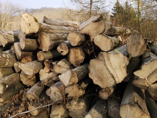 Pile of freshly cut trees at the forest