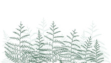 Vector Illustration Of Bracken. Natural Background, Invitation Card Template With Branches, Leaf Decoration.