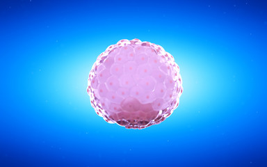 Wall Mural - 3d rendered medical illustration of a blastocyst