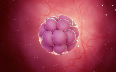 Wall Mural - 3d rendered medical illustration of a 8 cell stage egg cell