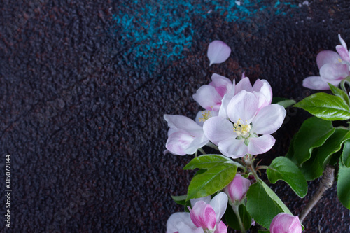 Spring tree apple flowers