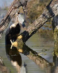bird of prey