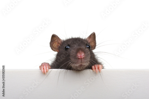 Cuadros en Lienzo Funny rat isolated on white background.