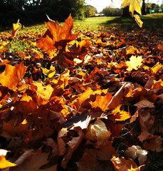 autumn leaves in the sun