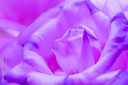 Dekoracja na wymiar  makro-strzal-z-pieknego-fioletowego-kwiatu-rozy