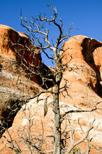 Lone Tree Against Red Rock Arches Blue Sky