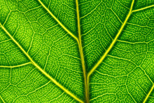Extreme Close Up Of A Back Lit Green Leaf