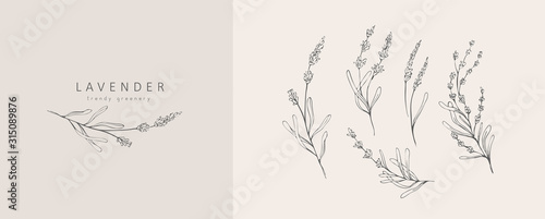 Photo Lavender logo and branch