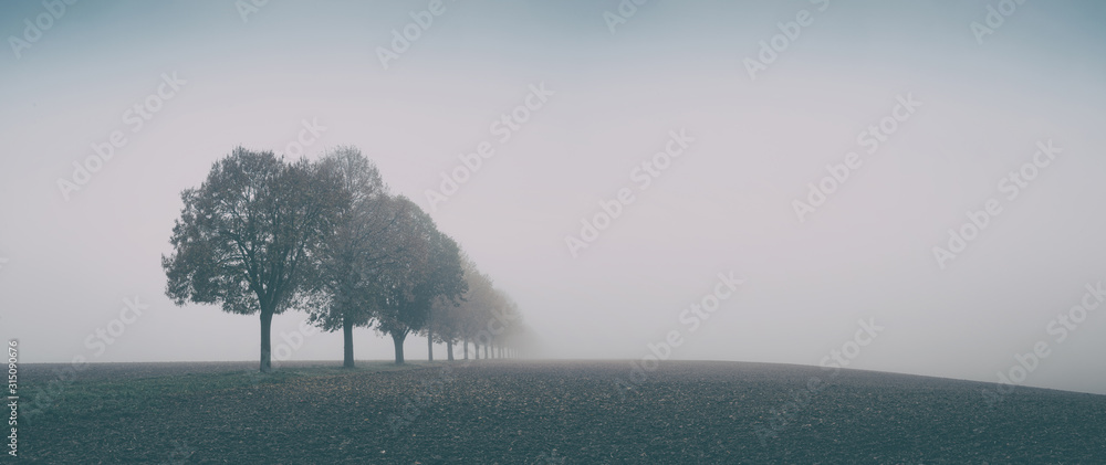 Desolate Autumn Landscape, Row of Trees in Thick Fog - obrazy, fototapety, plakaty 