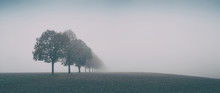 Desolate Autumn Landscape, Row Of Trees In Thick Fog