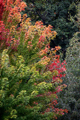 Wall Mural - Autumn colors in an urban park