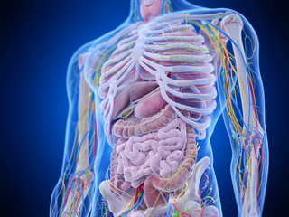 3d rendered medically accurate illustration of the abdominal anatomy