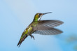 A female Black-throated Mango hummingbird hovering in the clear blue sky.