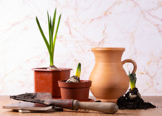 Wall Mural - Fresh potted plants and tools for plants Care