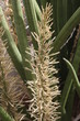African spear sansevieria 'Sansevieria cylindrica var. Patula'