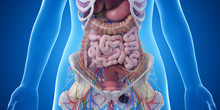 3d Rendered Medically Accurate Illustration Of The Abdominal Organs