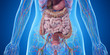 3d rendered medically accurate illustration of the abdominal organs