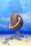 Fototapeta Do akwarium - Nautilus Shell