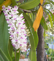 Beautiful orchid flower with natural background.  Bouquet of purple and white.