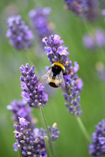 Bumblebee Pollinating Purple Lavender Flowers