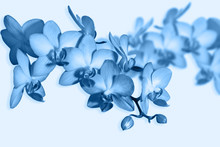 Abstract Light Background With Orchid Branches Toned In  Trendy Classic Blue Color.