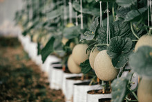 Grow Your Own Fruits And Vegetables. Close Up Of Fresh And Organic Little Green Melons Hanging Down Inside The Greenhouse. Fruits, Agriculture Concept. Horizontal Shot. Selective Focus