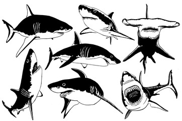 Graphical set of sharks isolated on white background,jpg illustration