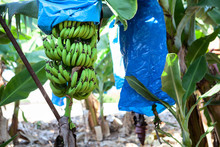 Cavendish Bananas Plantation, Bunches Are Encased In Plastic Bags For Protection