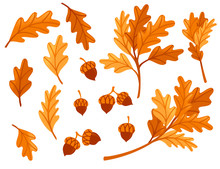 Various Oak Autumn Leaves With Acorn Flat Vector Illustration Isolated On White Background
