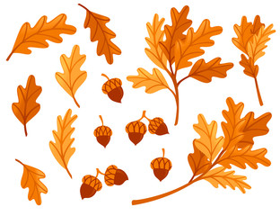 various oak autumn leaves with acorn flat vector illustration isolated on white background
