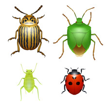 Ladybug And Colorado Beetle, Wood Aphid And Green Shield Bug, Agriculture Pests Species. Bugs And Beetles, Realistic Vector Isolated Insect Animals