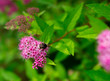 Burgundy small flowers. Bumblebee on a pink inflorescence.