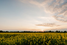 Yellow Rapeseed Field At Sunset