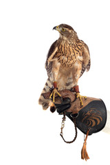 the art of falconry