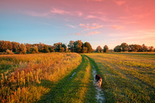 Rural Landscape. Country Road At Sunset In Autumn. Dog Walking On The Road Back To The Camera