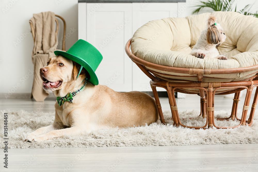 Cute dogs at home. St. Patrick's Day celebration