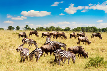 African landscape. Zebra and wildebeests grazing in a grass of african savannah. Masai Mara national Reserve, Kenya.