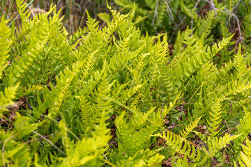 Poster - vegetation closeup at Spiekeroog