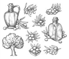 Set Of Isolated Olive Oil Product Sketch